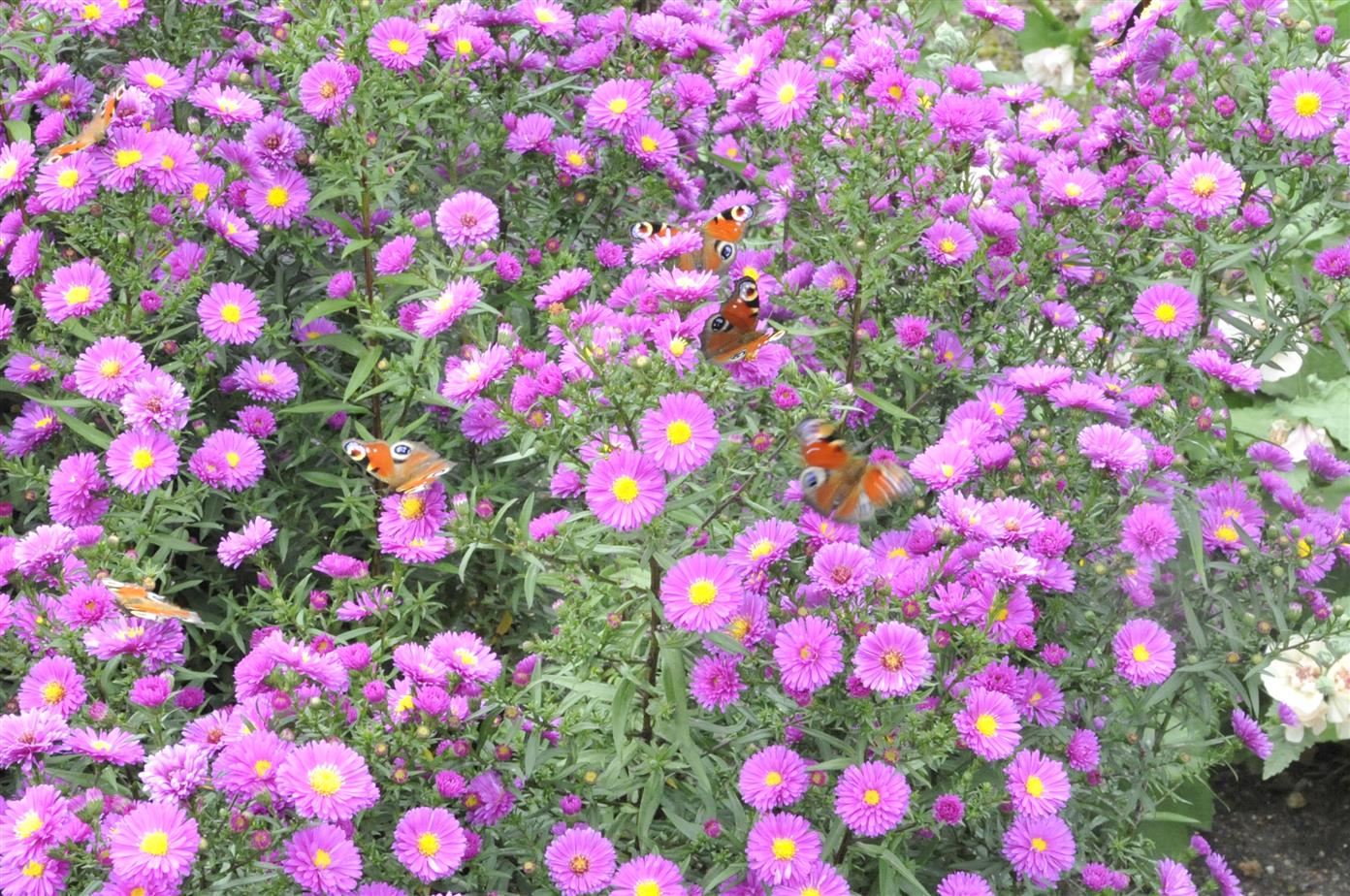 Aster novae-angliae 'Purple Dome' (Garten-Raublatt-Aster)