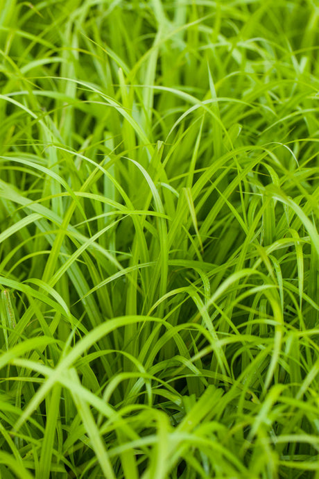 Carex pendula ;;ab 3,30 Euro