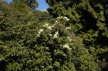 Pieris japonica , erhältlich von 25-30 bis 175-200 cm ;;ab 25,30 Euro