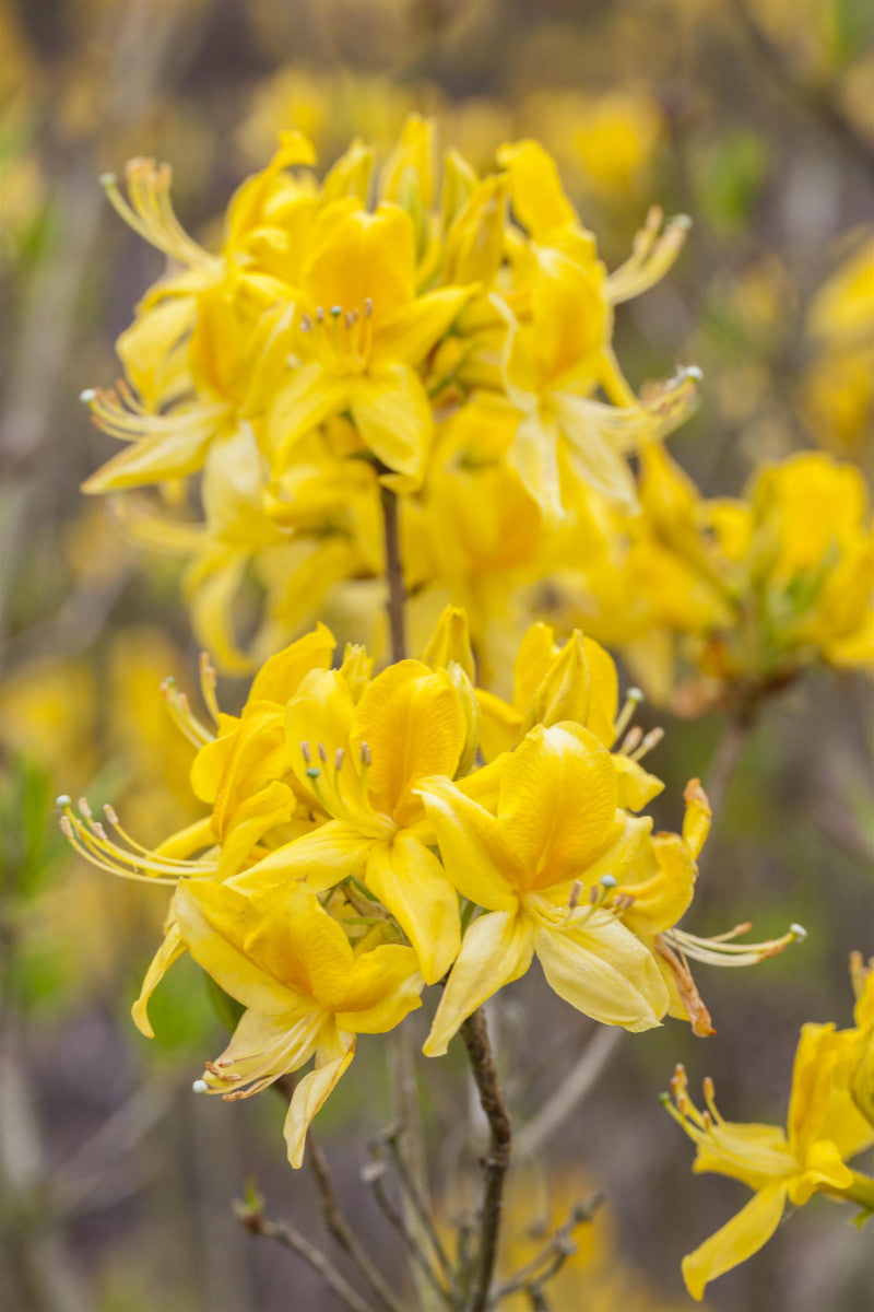 Rhododendron luteum (Rhododendron luteum)