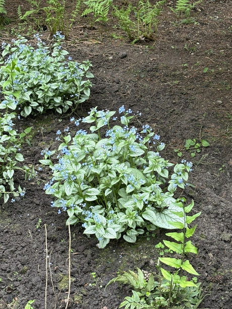 Brunnera macrophylla, blau mit Blüte ;;ab 4,00 Euro