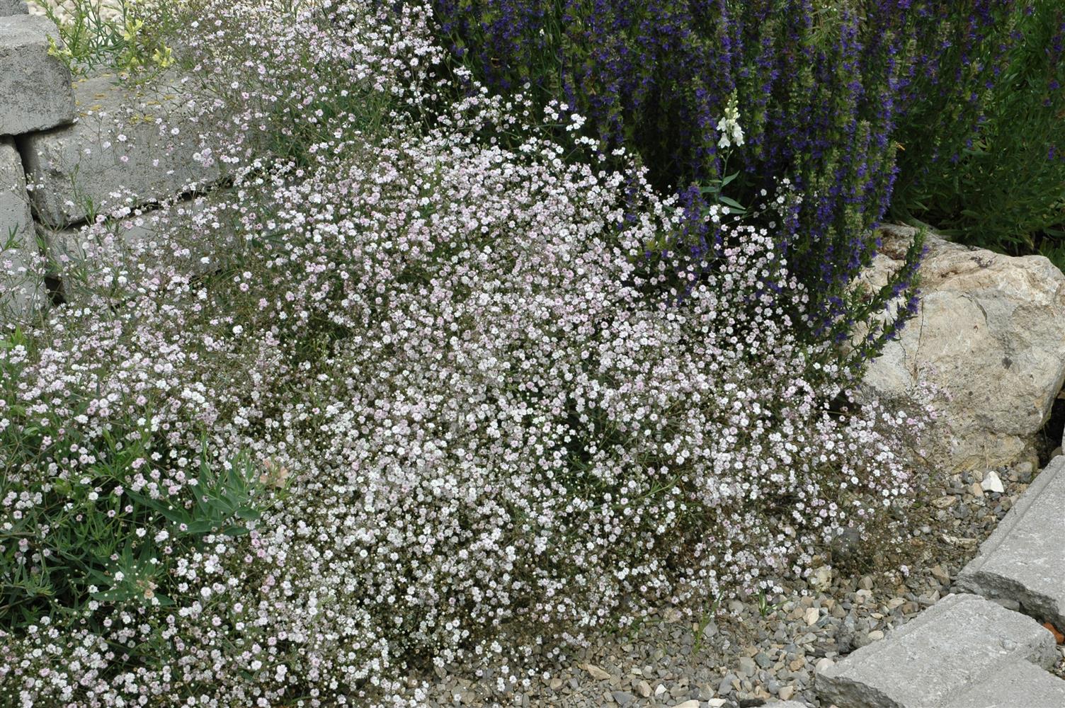 Gypsophila paniculata 'Schneeflocke' (Garten-Schleierkraut)