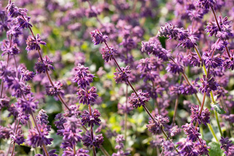 Salvia verticillata 'Purple Rain' mit Blüte ;;ab 4,00 Euro