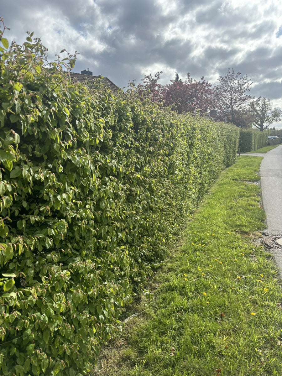 Hainbuche, Weißbuche als Hecke, verfügbar in 29 Größen und Varianten ; Pluspunkt: robust;;hier kaufen