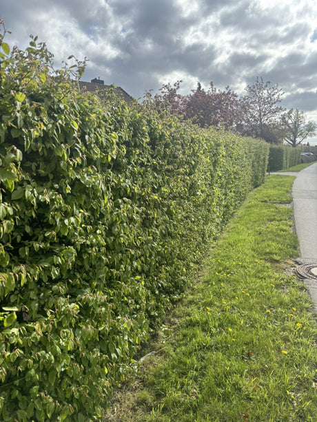 Hainbuche, Weißbuche als Hecke, verfügbar in 8 Größen und Varianten ; Pluspunkt: robust;;hier kaufen