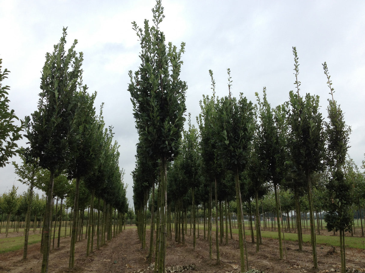 Quercus robur 'Fastigiata Koster' , erhältlich von 270-330 bis 450-650 cm ;;ab 556,00 Euro