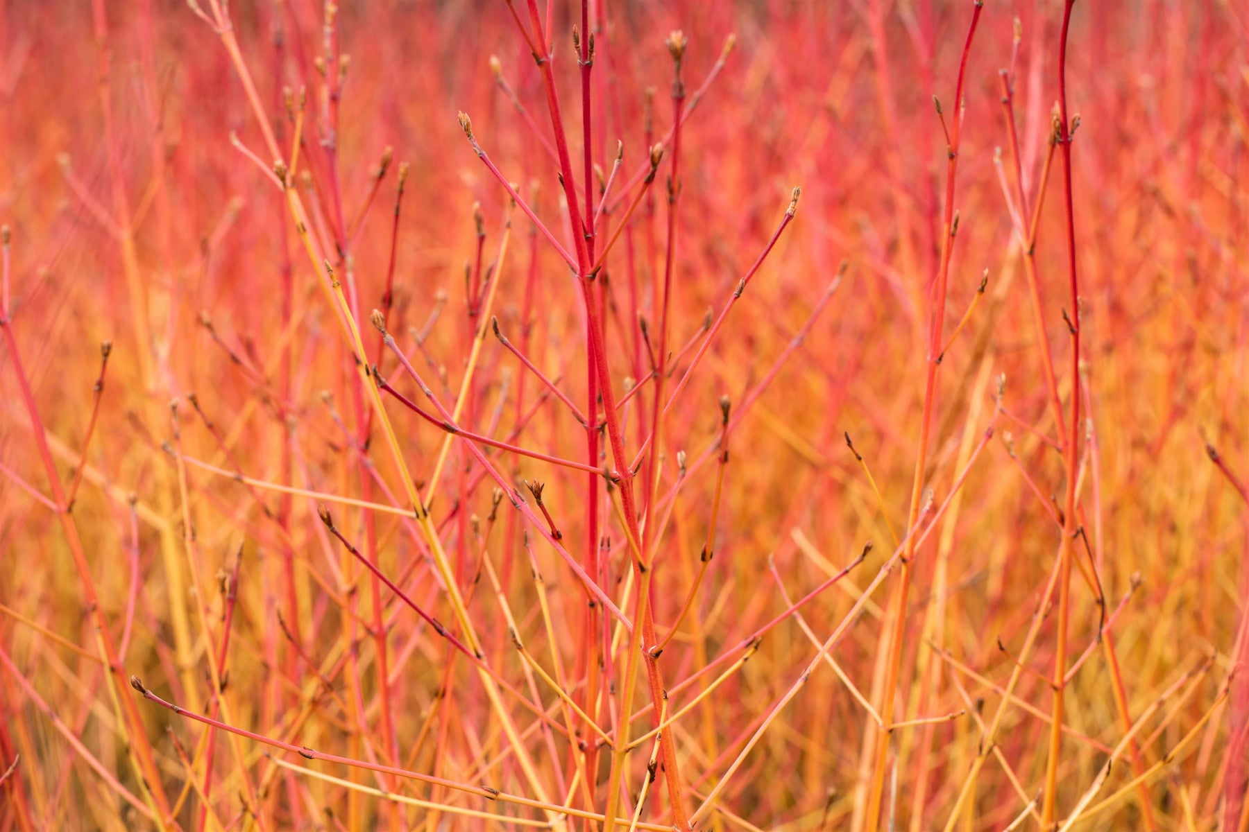 Cornus sanguinea 'Midwinter Fire' (Roter Hartriegel 'Midwinter Fire')