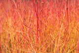 Cornus sanguinea 'Midwinter Fire' Rinde, erhältlich von 40-60 bis 80-100 cm ;;ab 15,20 Euro