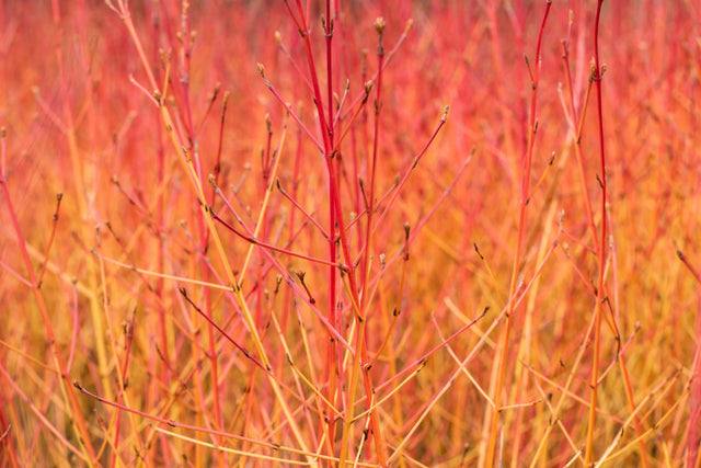 Cornus sanguinea 'Midwinter Fire' Rinde, erhältlich von 40-60 bis 80-100 cm ;;ab 15,20 Euro