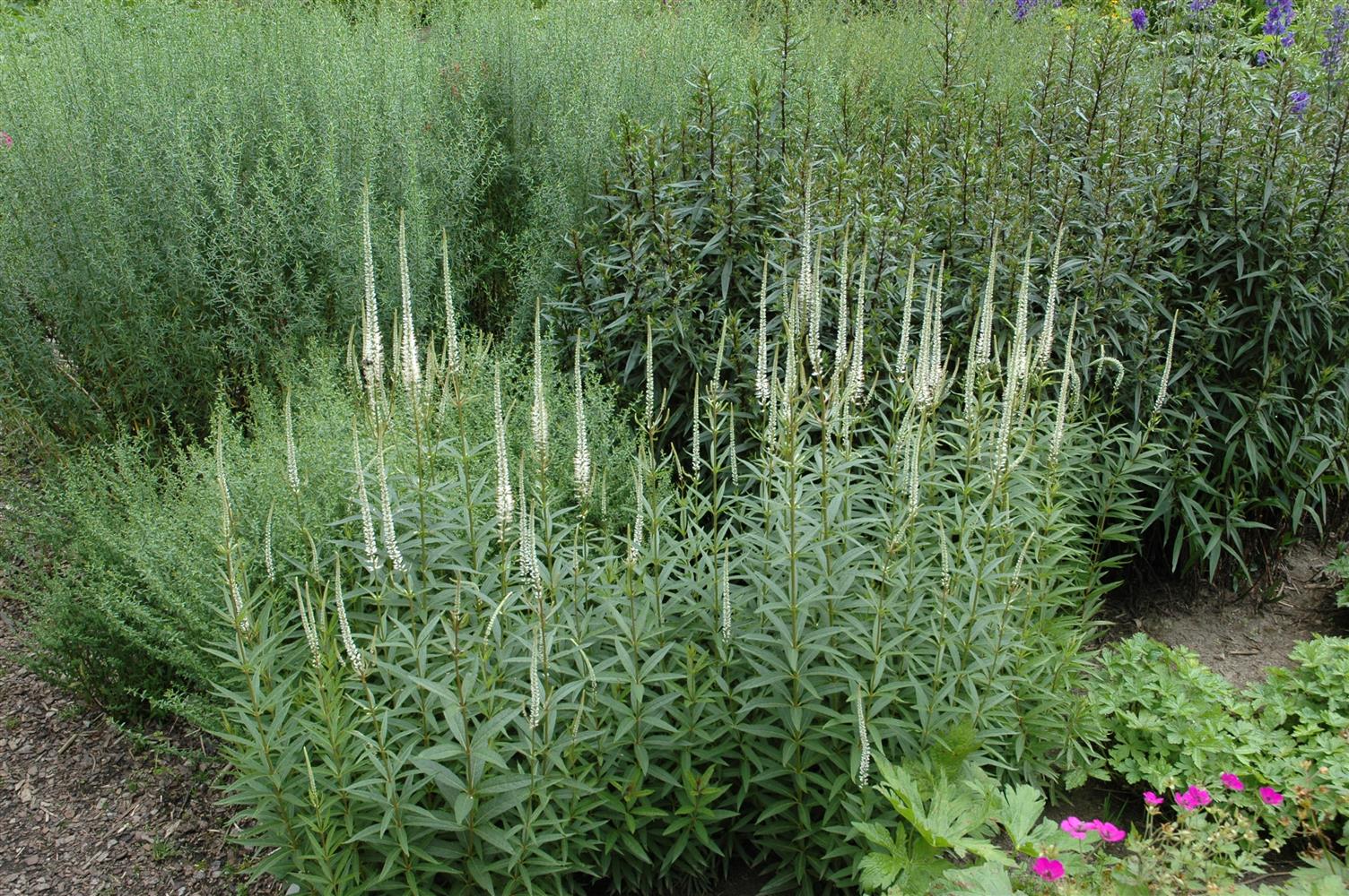 Veronicastrum virginicum 'Album' (Garten-Kandelaberehrenpreis)