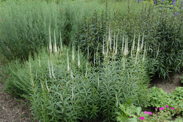 Veronicastrum virginicum 'Album' als Pflanze im Beet ;;ab 5,90 Euro