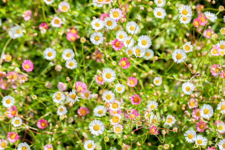 Erigeron karvinskianus 'Blütenmeer' ;;ab 5,95 Euro