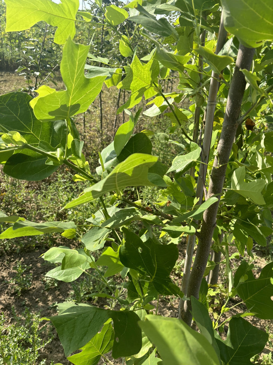 Gelb-Poplar mit Sommerbelaubung, erhältlich als: Hochstamm, Solitär, Alleebaum ; Einsatz: Alleebaum ; Pluspunkt: schnellwachsend;;günstig mit Qualität