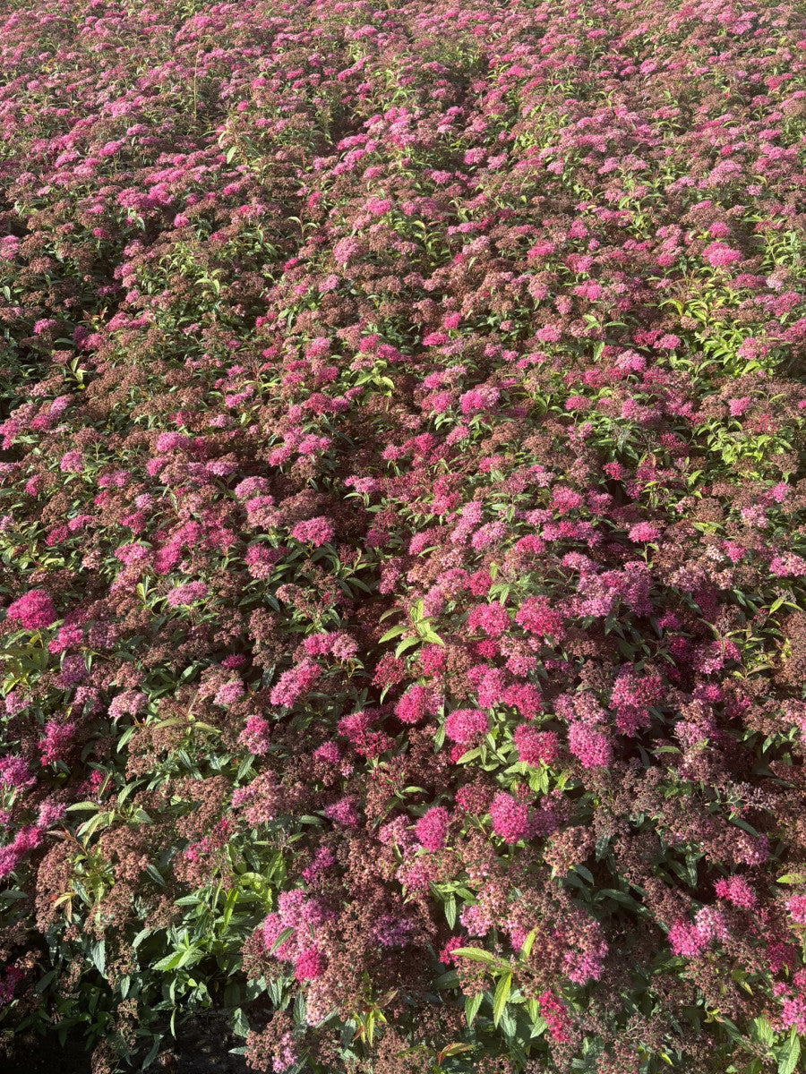 Spiraea japonica 'Anthony Waterer' (Rote Sommerspiere)