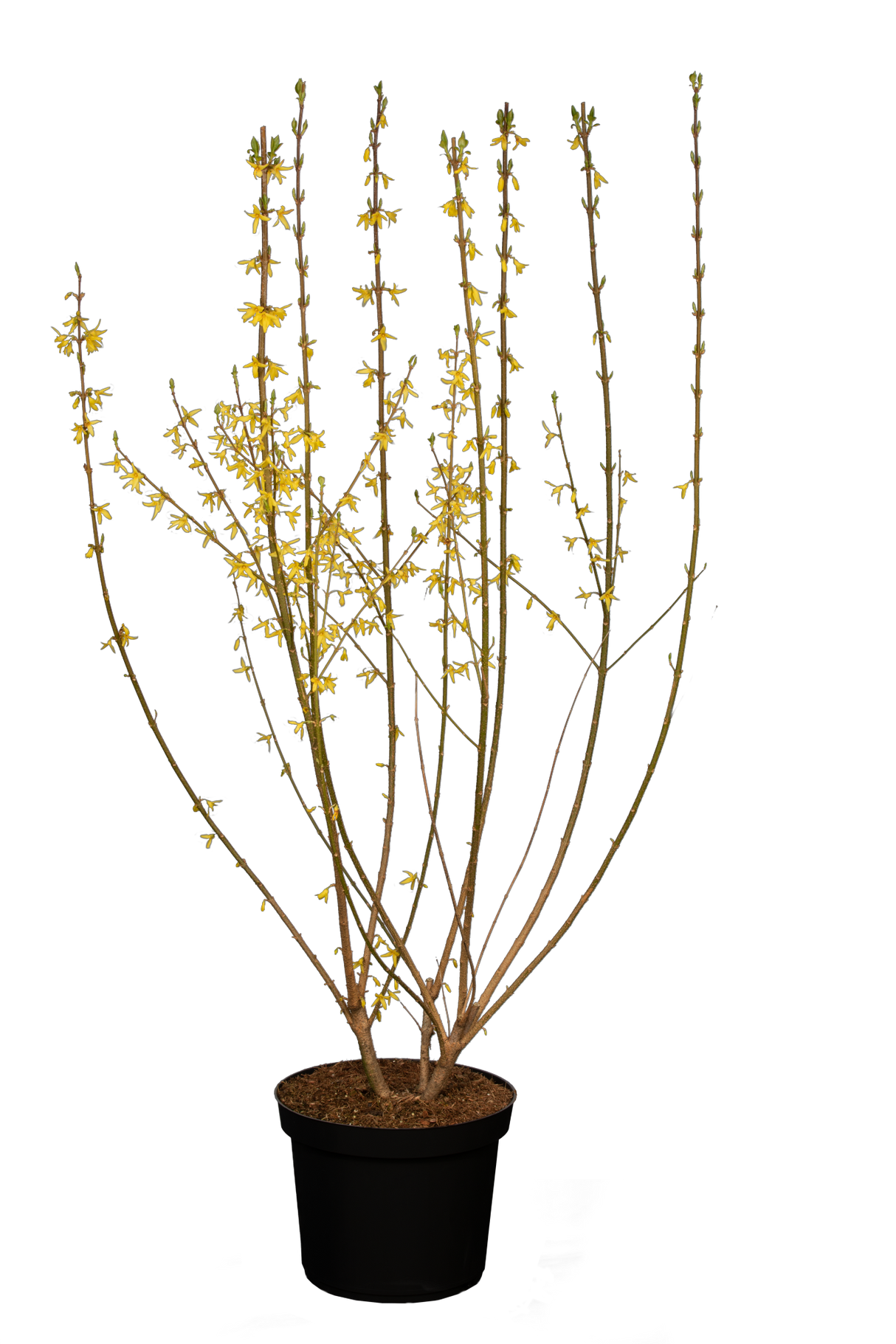 Forsythia intermedia 'Spectabilis' im Topf ; Einsatz: Frühlingsblüher ; Pluspunkt: dekorative Blüten;;