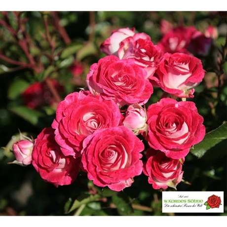 Rosa 'Schöne Koblenzerin' BT mit Blüte ;;ab 9,50 Euro