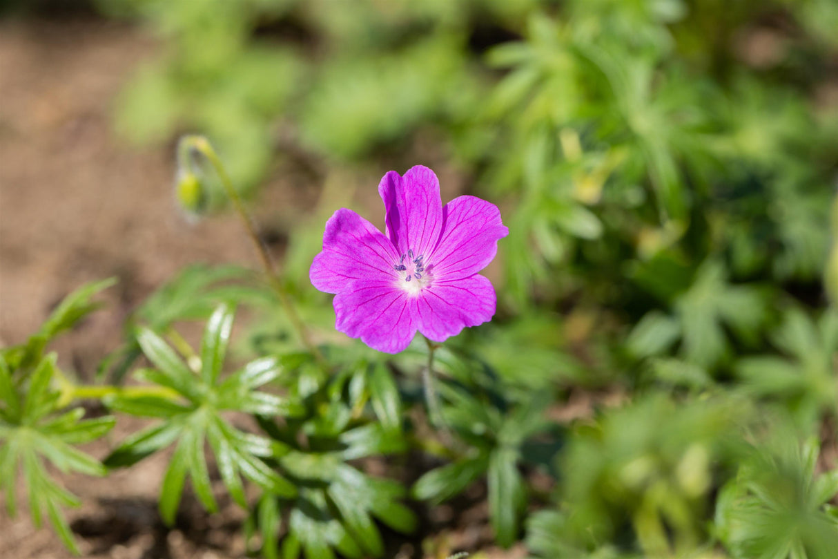 Geranium sanguineum mit Blüte ;;ab 3,40 Euro