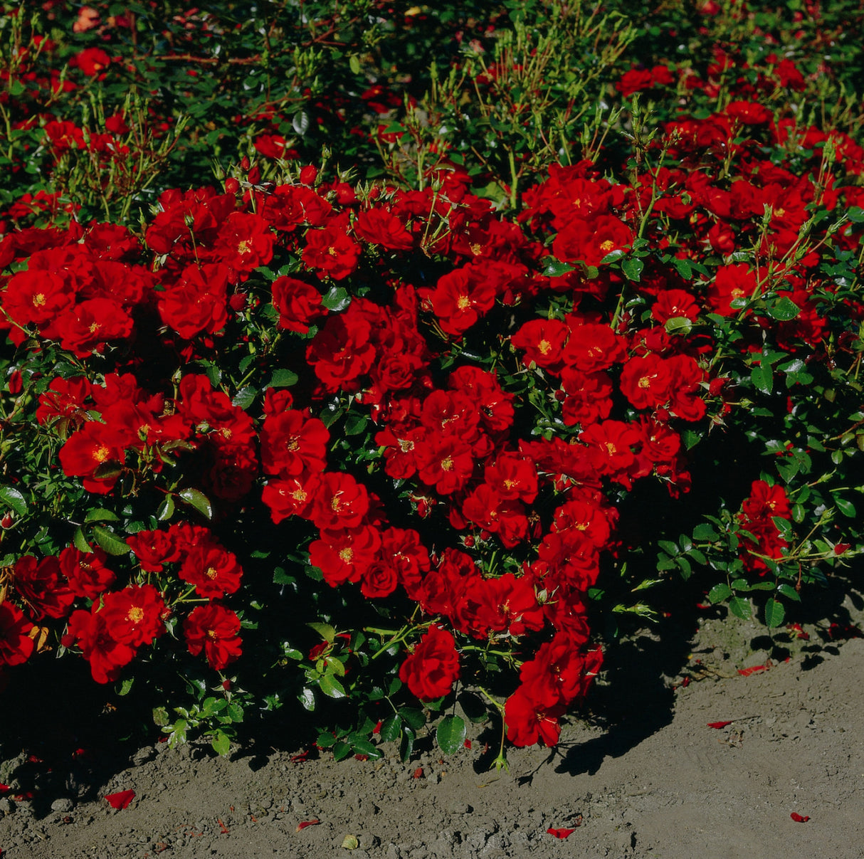 Rosa 'Austriana' BDR mit Blüte ;;ab 8,10 Euro