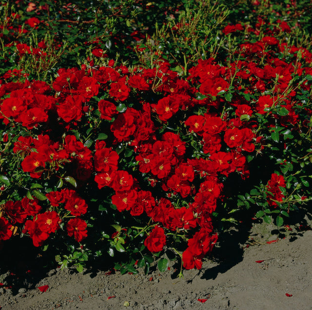 Rosa 'Austriana' BDR mit Blüte ;;ab 8,10 Euro