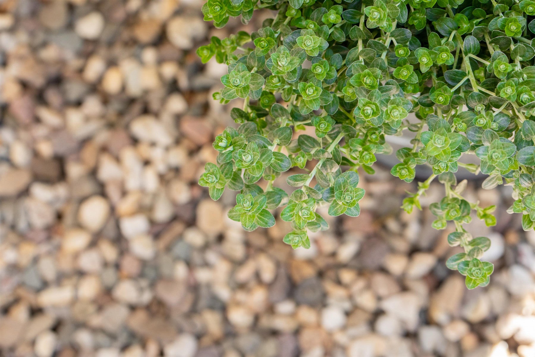 Thymus pulegioides (Feld-Thymian)