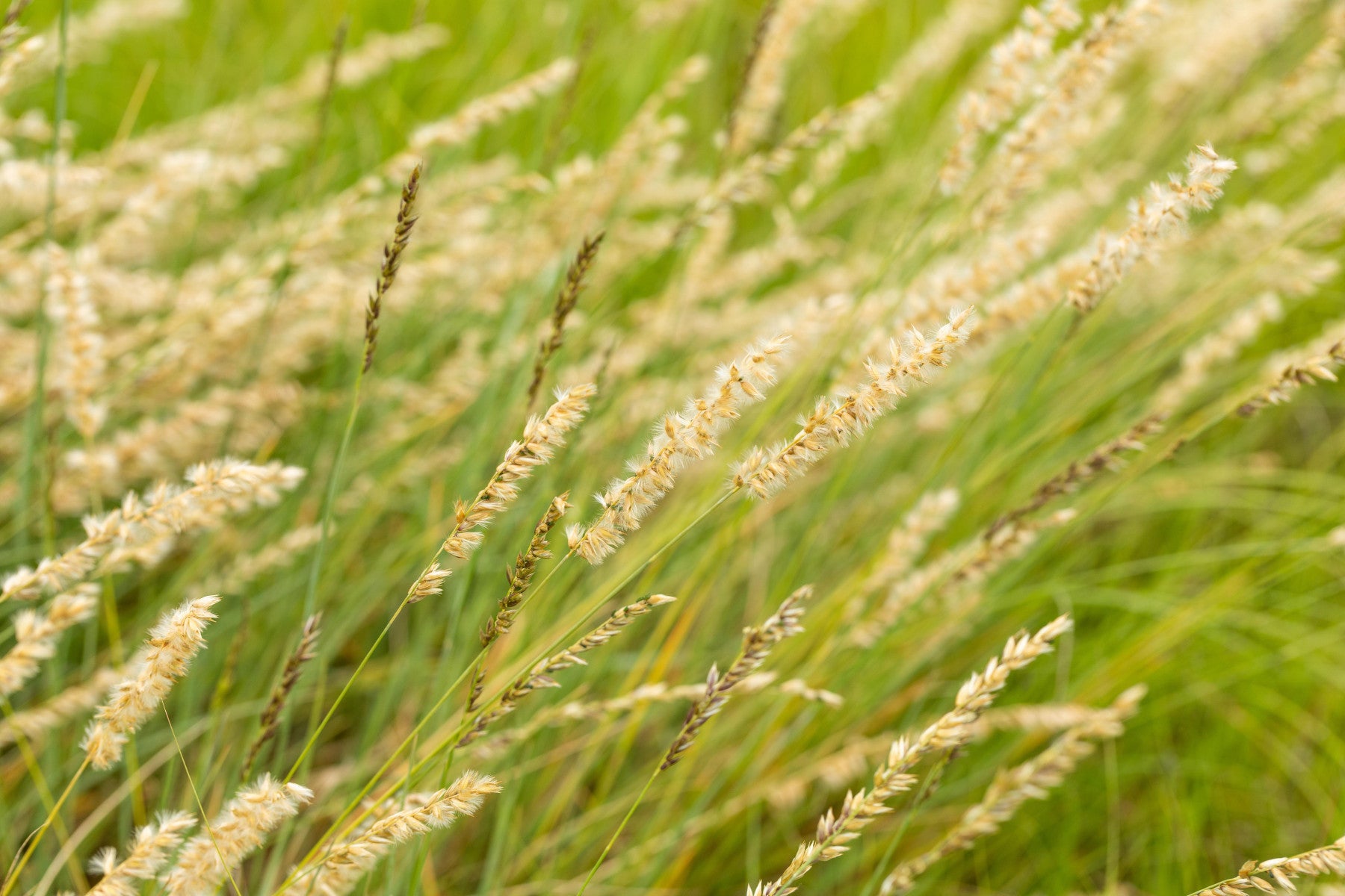 Bouteloua gracilis (Schlankes Moskitogras)