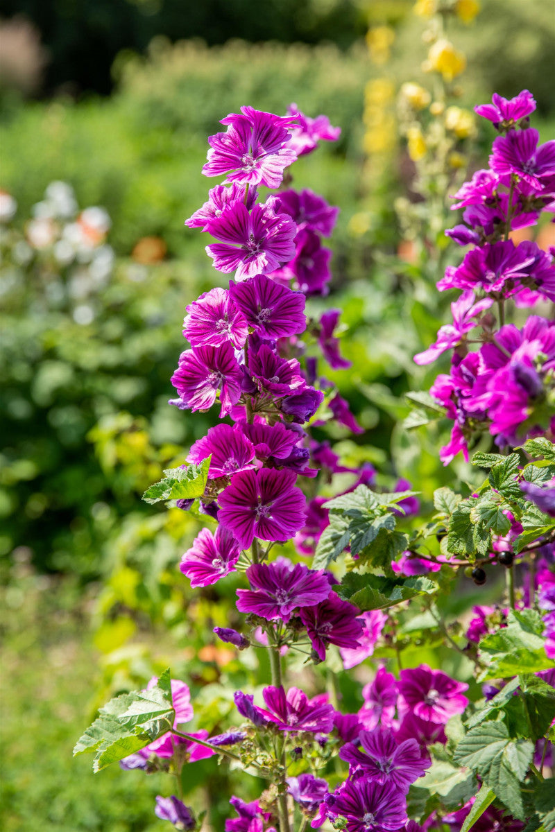 Lavatera x olbia 'Rosea' (Garten-Busch-Malve)