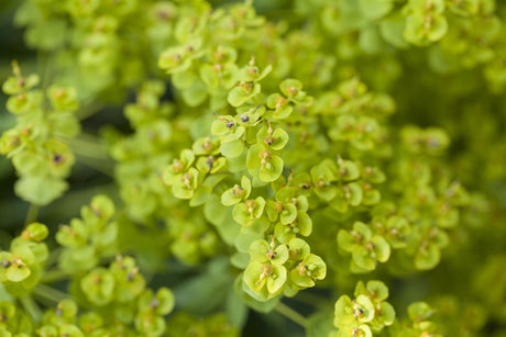 Euphorbia seguieriana ssp. niciciana mit Blüte ;;ab 6,50 Euro