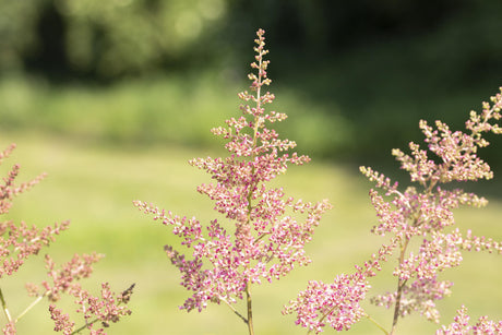 Astilbe x arendsii 'Anita Pfeifer' mit Blüte ;;ab 4,25 Euro