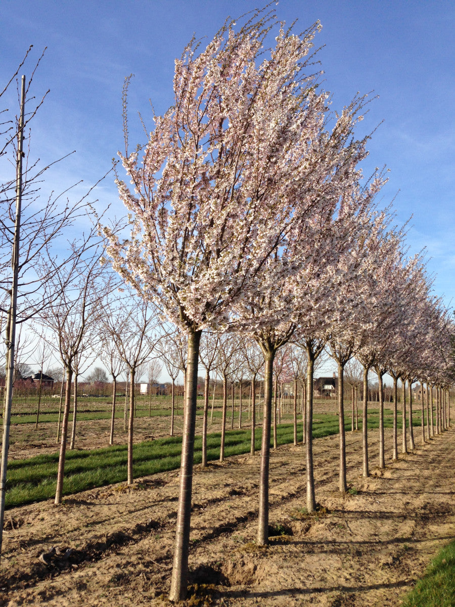 Prunus 'Pandora' (Frühlingskirsche 'Pandora')