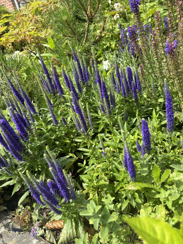 Veronica spicata 'Blaufuchs' mit Blüte ;;ab 4,30 Euro