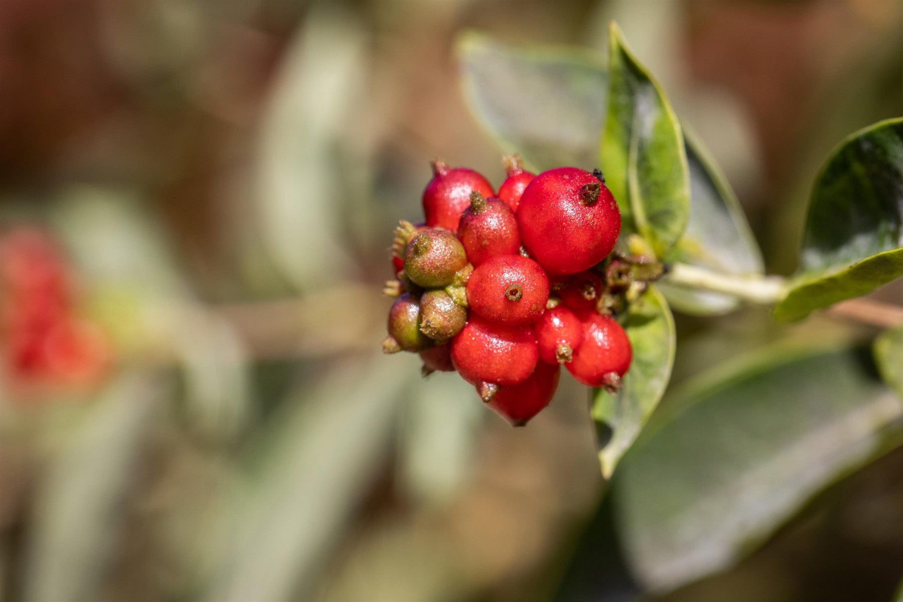 Lonicera heckrottii (Feuer-Geißschlinge)