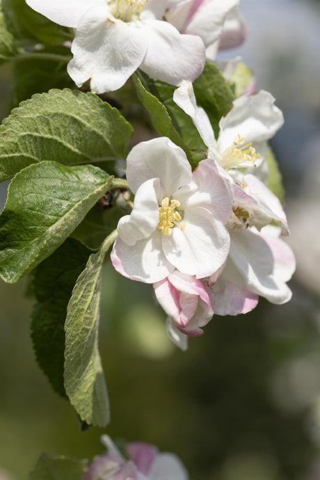 Malus 'Jakob Lebel' mit Blüte, erhältlich von 150-200 bis 450-650 cm ;;ab 34,60 Euro