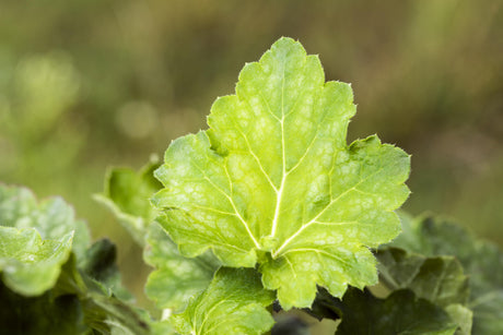 Heuchera villosa var. macrorrhiza ;;ab 4,15 Euro