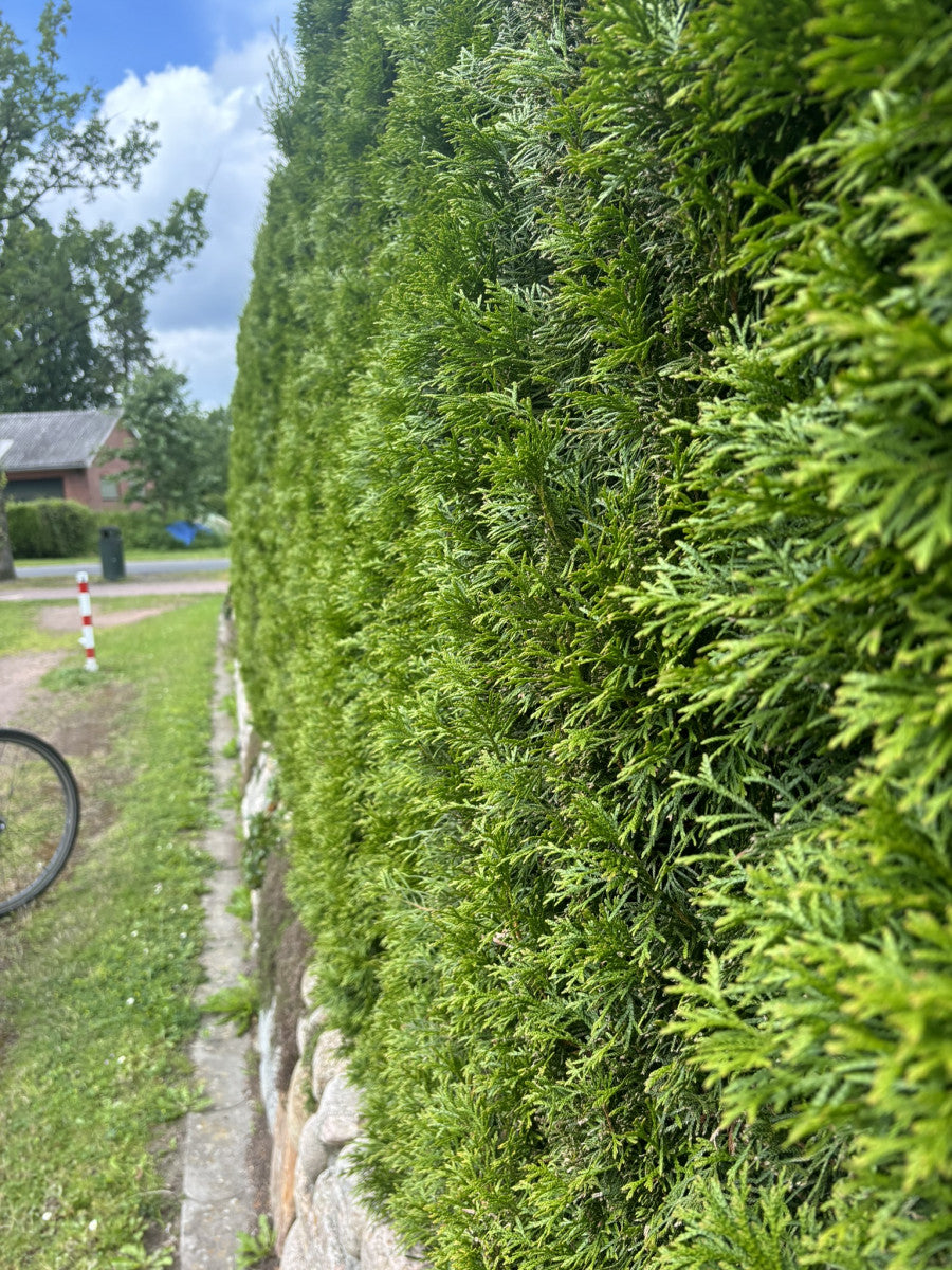 Thuja occidentalis 'Brabant' (Lebensbaum 'Brabant')