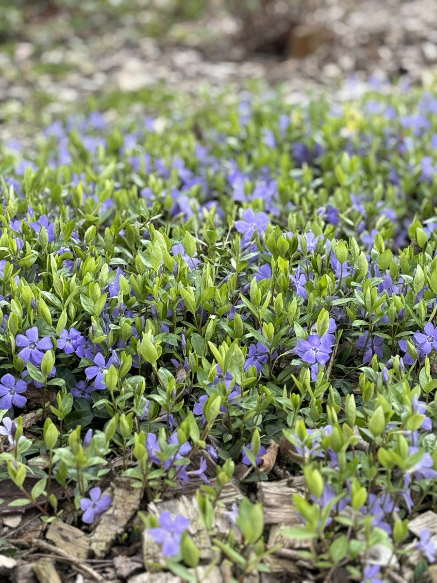 Vinca minor (Kleinblättr. Immergrün)