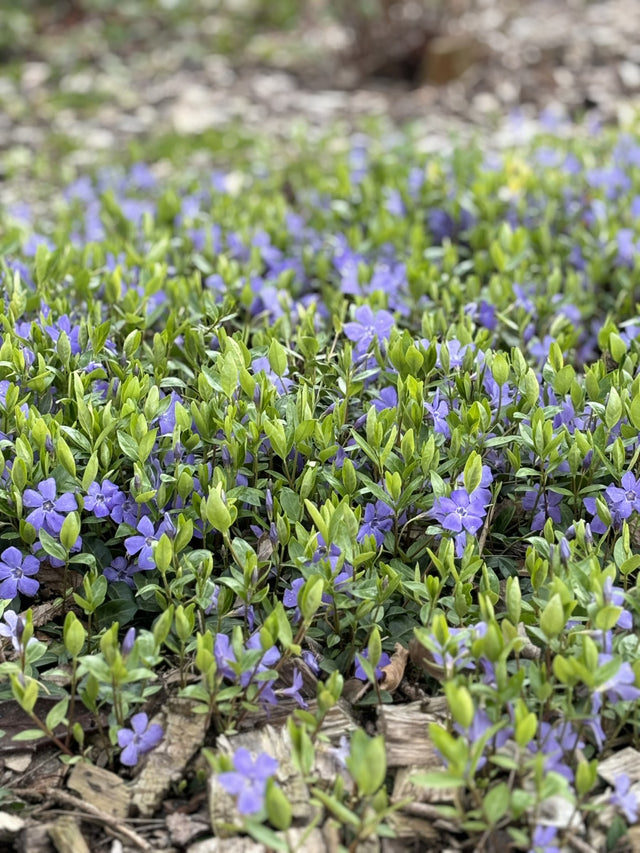 Vinca minor als Pflanze im Beet ;;ab 2,92 Euro