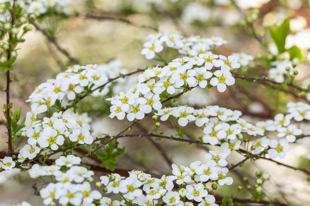 Spiraea vanhouttei mit Blüte, erhältlich von 40-60 bis 200-250 cm ;;ab 5,25 Euro