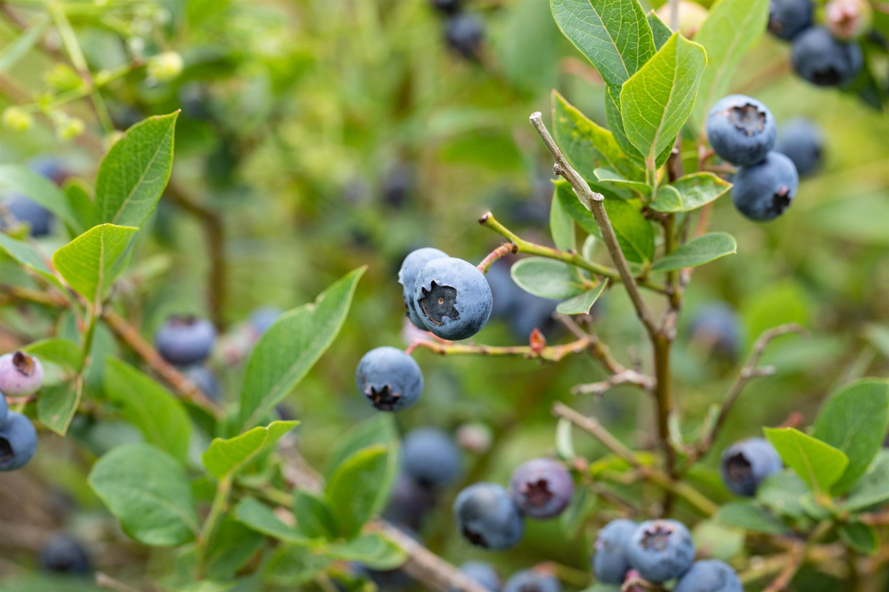 Vaccinium corymb. 'Hardyblue' (Kulturheidelbeere 'Hardyblue')