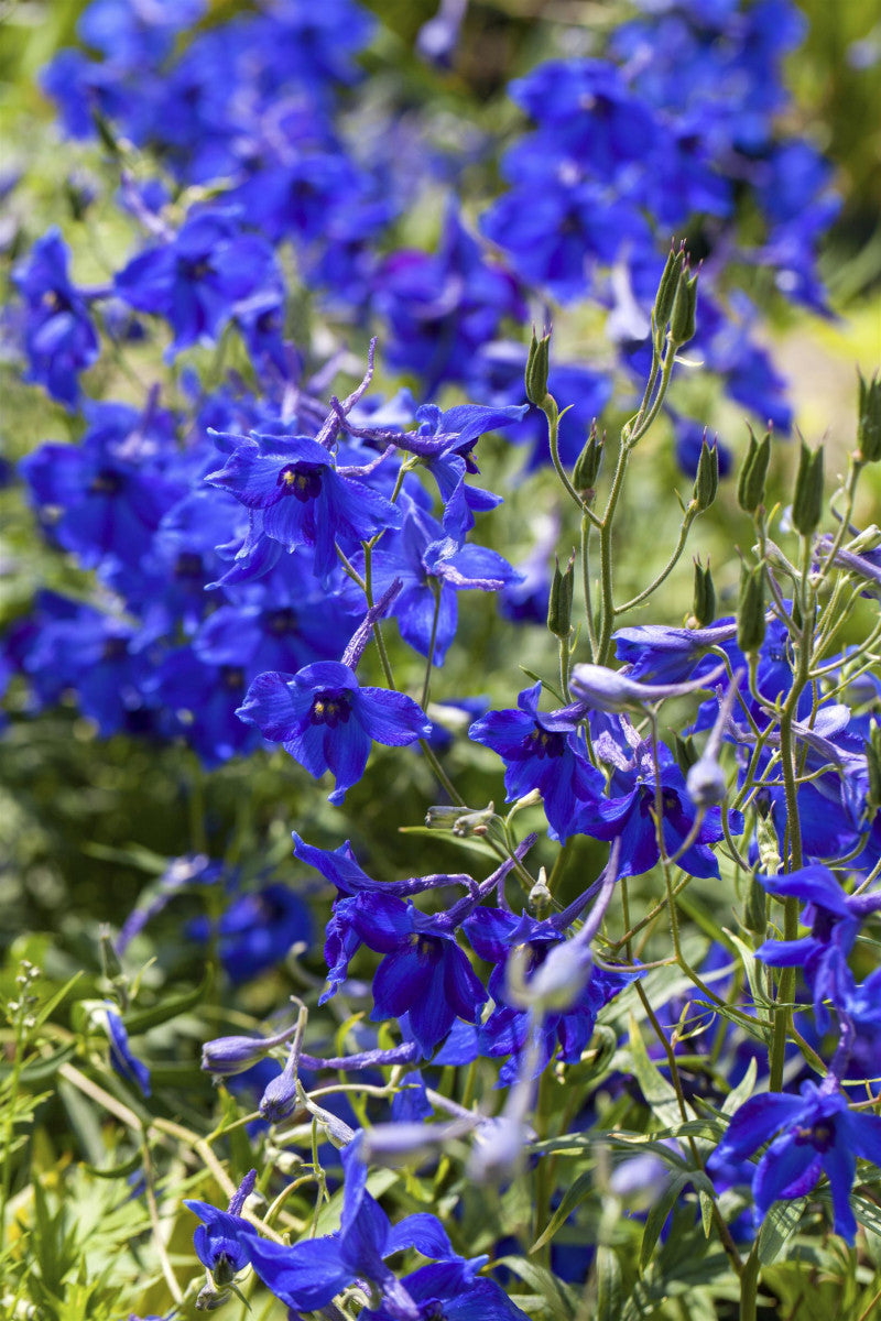 Delphinium x bellad. 'Völkerfrieden' mit Blüte ;;ab 9,10 Euro