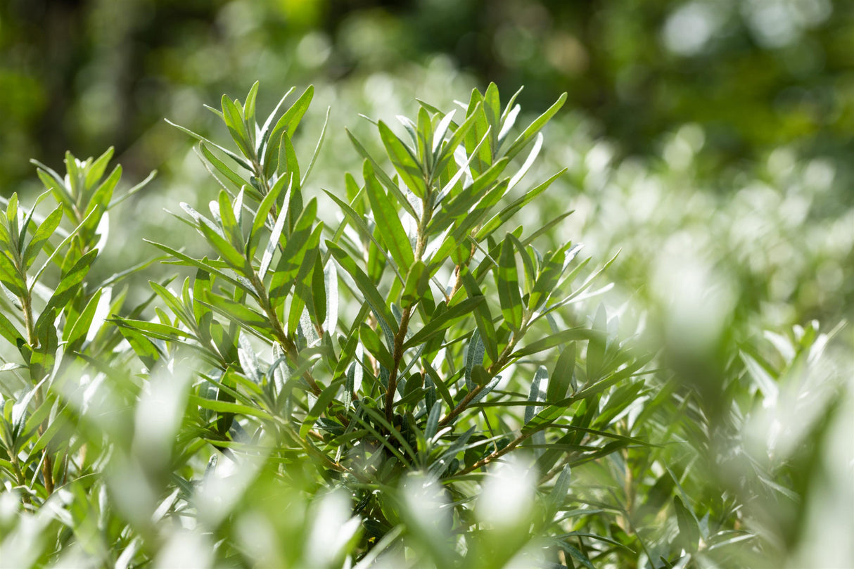 Hippophae rhamnoides 'Hikul' , erhältlich von 40-60 bis 100-150 cm ;;ab 8,25 Euro