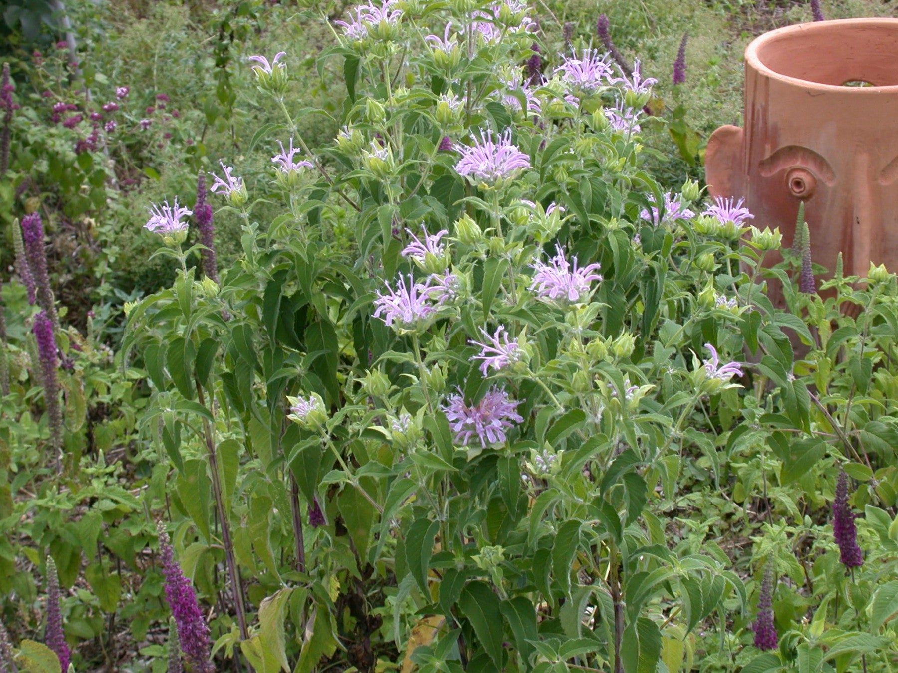 Monarda fistulosa (Röhrige Indianernessel)