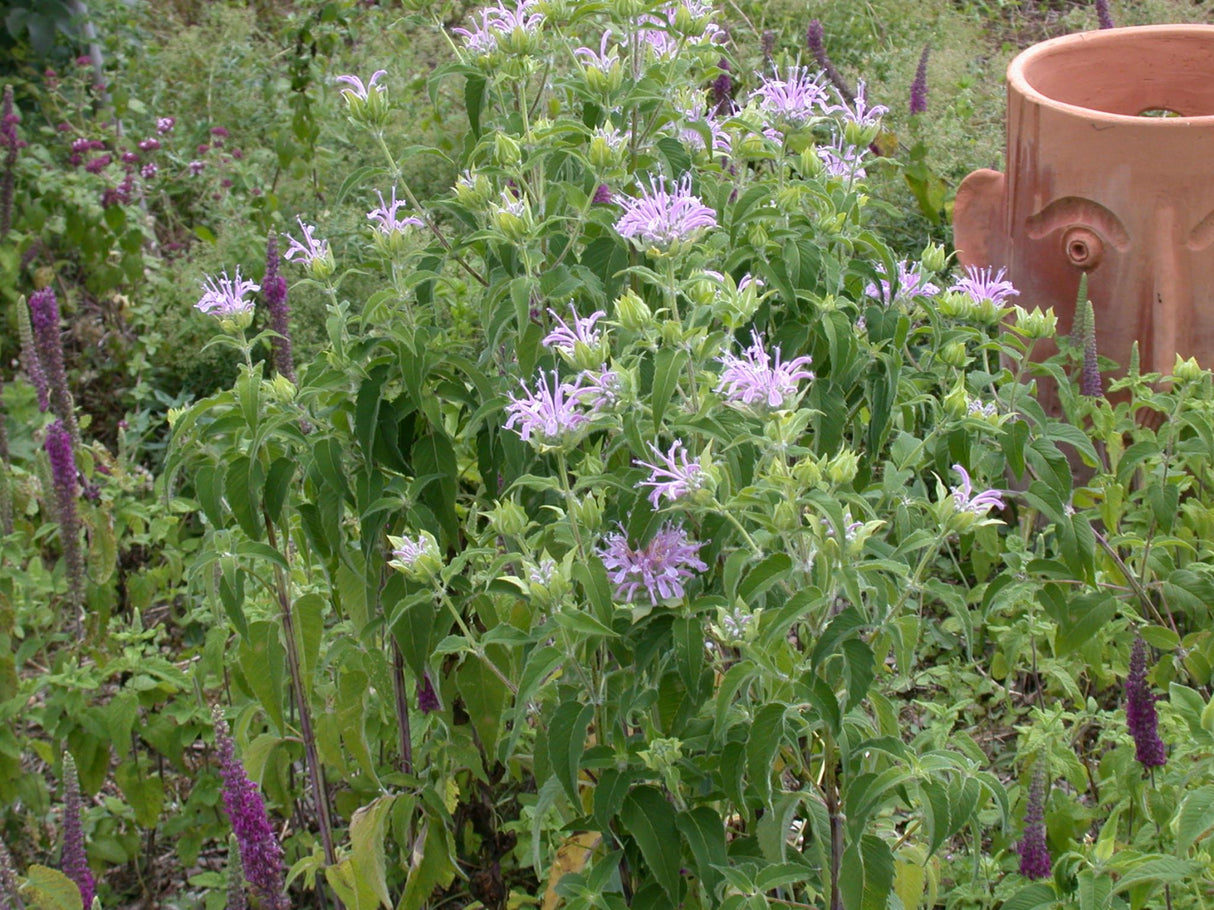 Monarda fistulosa mit Blüte ;;ab 4,25 Euro