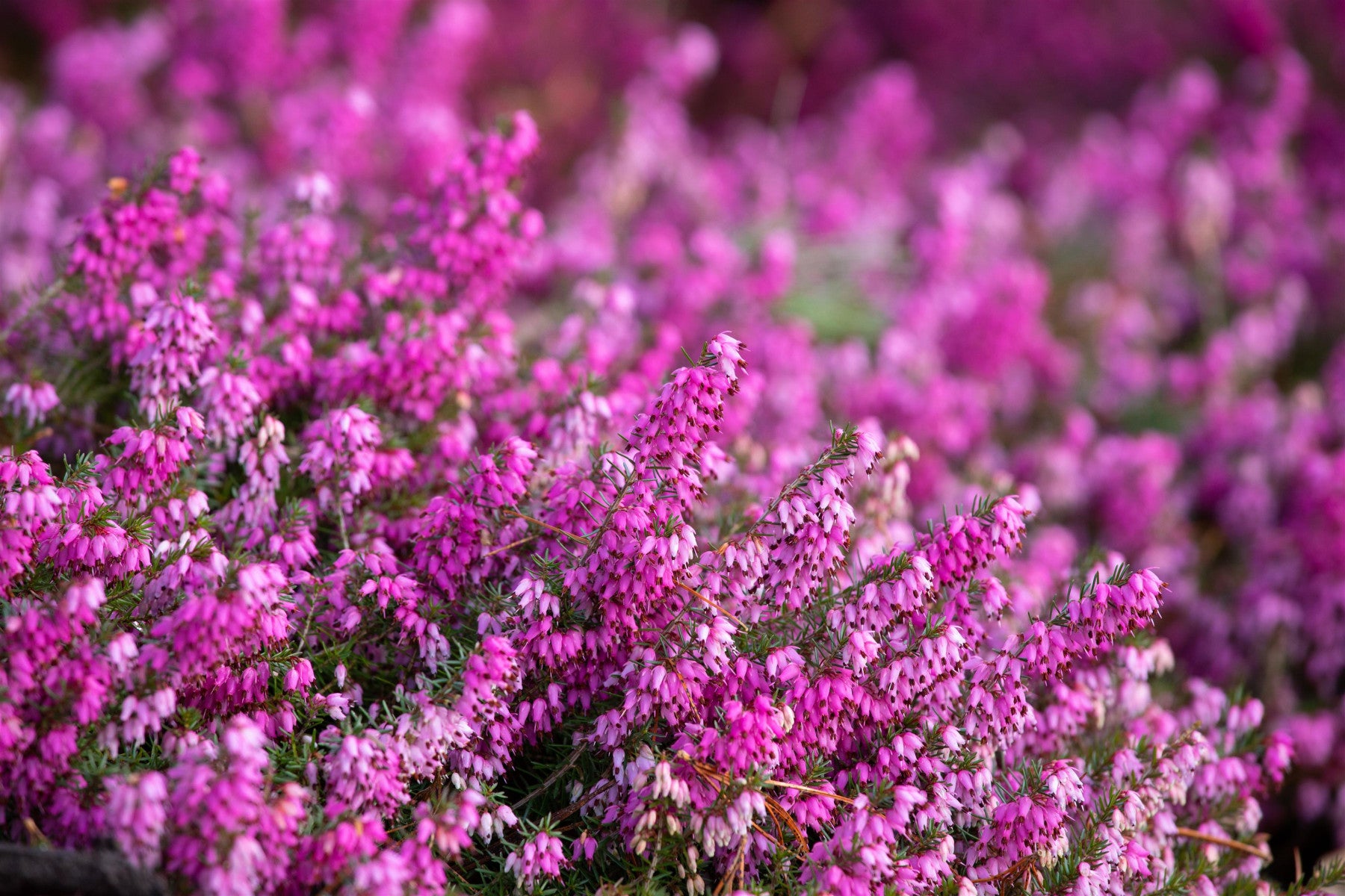 Erica carnea 'Rosalie' (Schneeheide 'Rosalie' -S-)