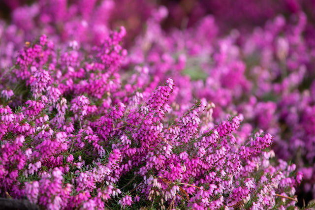 Erica carnea 'Rosalie' mit Blüte ;;ab 3,30 Euro