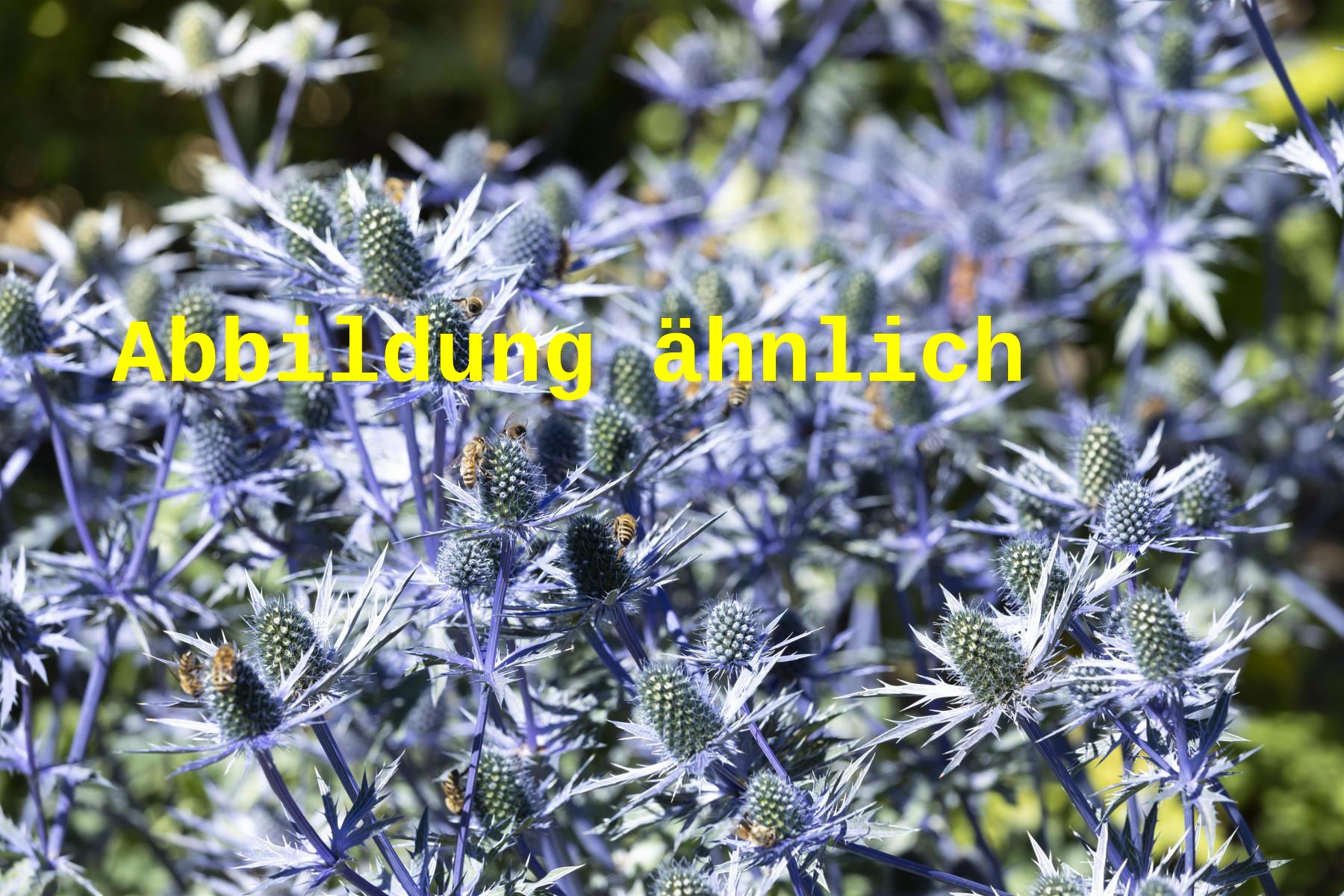 Eryngium planum 'Blaukappe' (Kleiner Garten-Mannstreu)