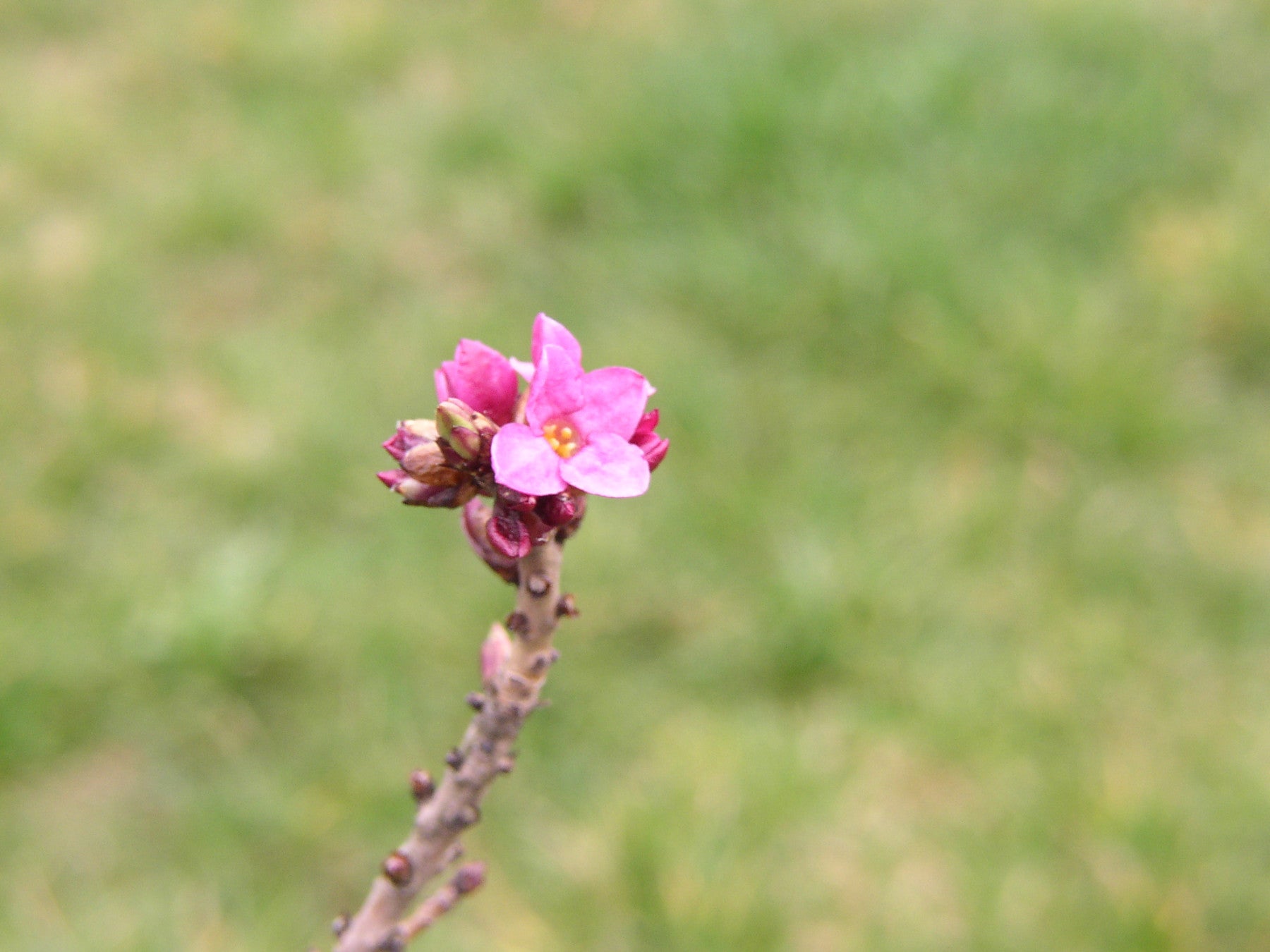 Daphne mezereum (Gewöhnlicher Seidelbast)