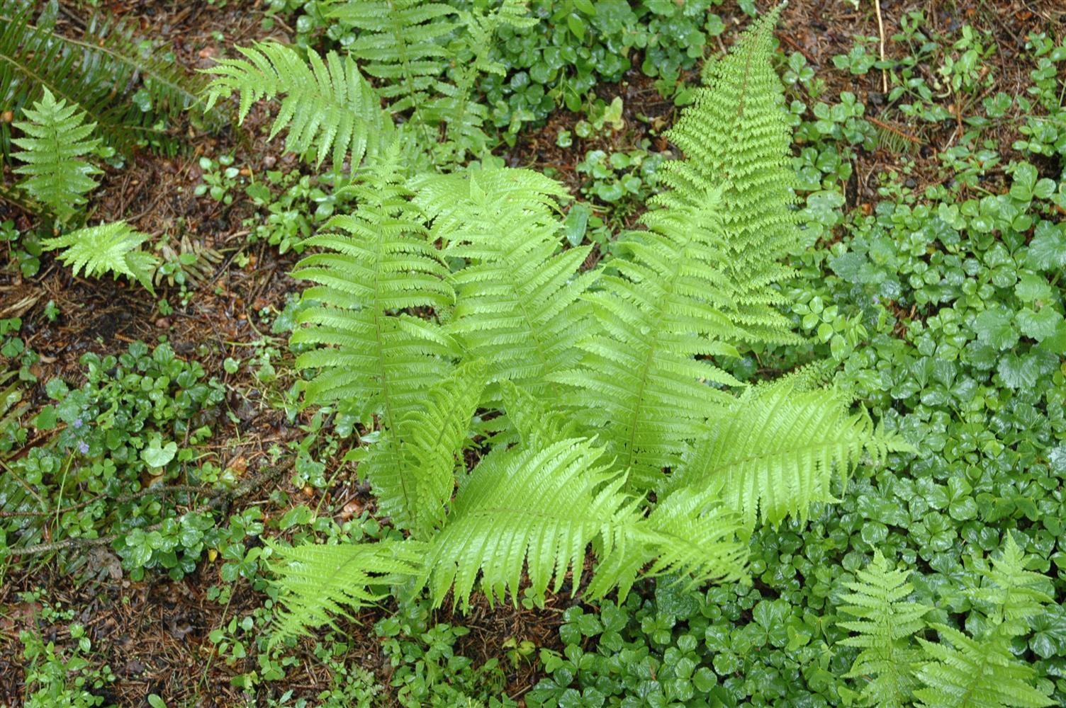 Polystichum setiferum 'Proliferum' (Schmaler Garten-Filigranfarn)