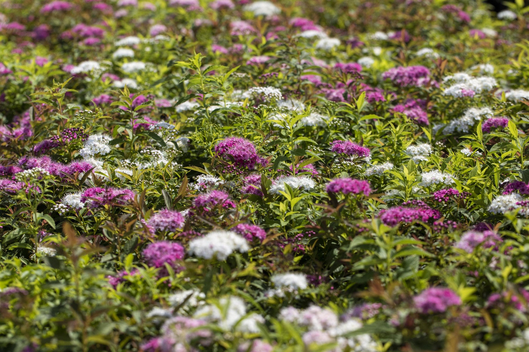 Spiraea japonica 'Shirobana' (Zwergspiere 'Shirobana')