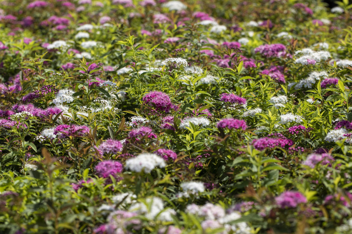 Spiraea japonica 'Shirobana' als Pflanze im Beet, erhältlich von 20-30 bis 30-40 cm ;;ab 5,40 Euro