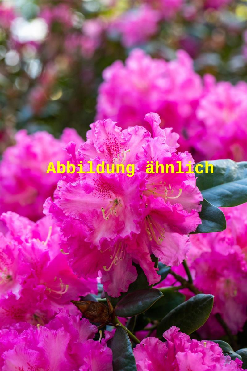 Rhododendron williams. 'Görlitz' (Williams. -Rhododendron 'Görlitz')